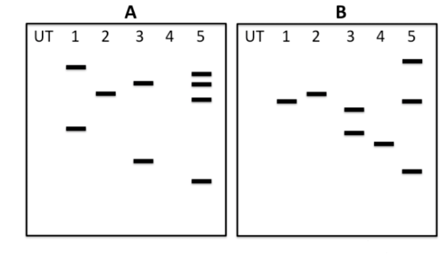 Figure 1: Vector (15 Kb) used for plant transformation. The T-DNA region (5 Kb) lies between the LB (left border) and RB (right border). Rectangles A and B represent probe regions. X and Y denote restriction sites.