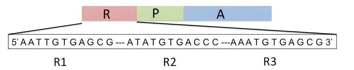 Figure 2: Southern hybridization results for DNA from independently transformed plants (1 to 5) and untransformed plant (UT), with probe A and probe B.