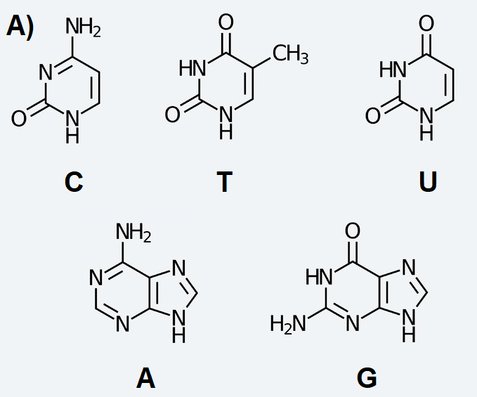 Gene A regulatory region showing promoter P and binding sites R1, R2, R3