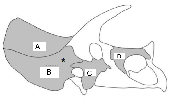 Triceratops skull diagram with injury frequencies: A=1/45, B=10/58, C=7/39, D=0/47