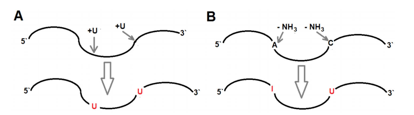 RNA editing mechanisms: (A) Uridine insertion in trypanosomes using guide RNA; (B) Base deamination in mammals by APOBEC (C→U) and ADAR (A→I) enzymes
