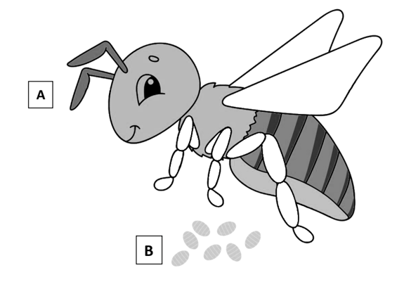 Fig. 2: (A) Schematic representation of BtPMaT1 expression in different parts of the adult and (B) eggs of B. tabaci. Dark grey indicates higher expression, light grey indicates less expression.