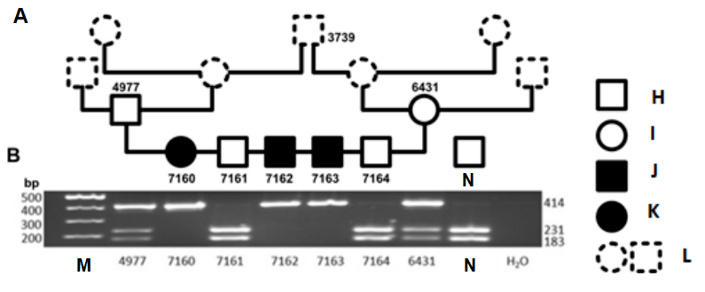 Pedigree and RFLP gel analysis of GNPTAB gene in a cat family