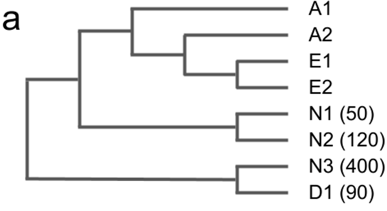 Cross diagrams showing inheritance patterns of seed coat color in Brassica juncea