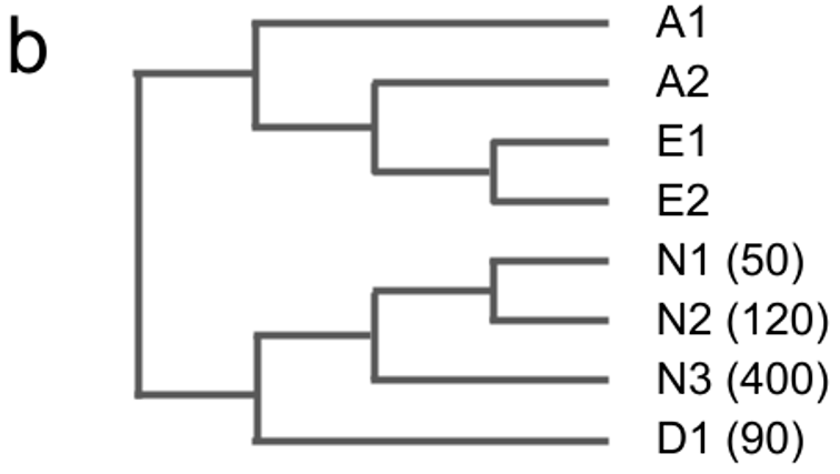 Chromosome complement diagrams for amphidiploid Brassica juncea