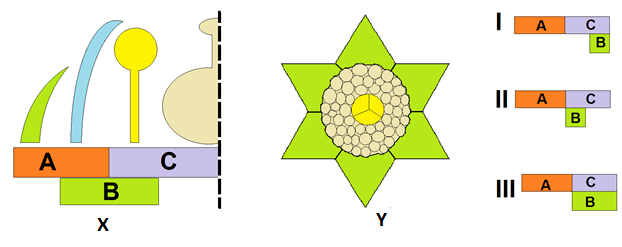 Cladograms based on mitochondrial DNA (a) and autosomal genome distances (b) for modern humans, Neanderthals, and Denisovan