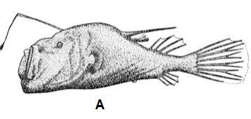Four angler fish species with their immune gene profiles