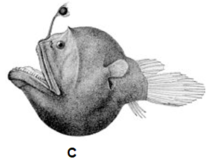 Angler fish species C and D detail