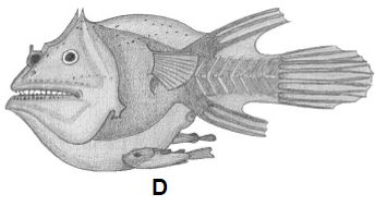 Angler fish mating illustrations