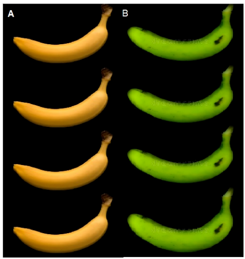 A/Ci response curves for two plants with different photosynthetic pathways