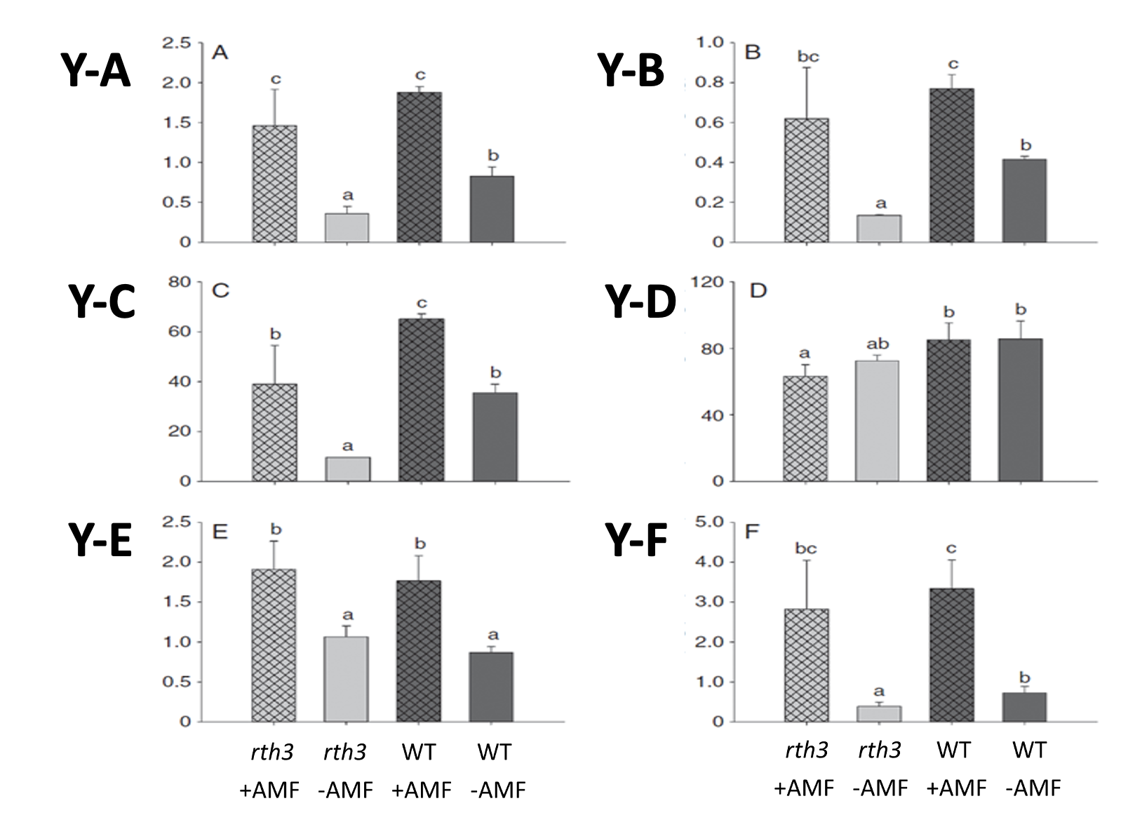 Comparison of growth parameters and phosphorus content in wild type and rth3 mutant maize with and without AMF inoculation