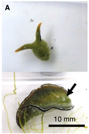 Image A shows a dissected animal. The arrow indicates the location of the heart.