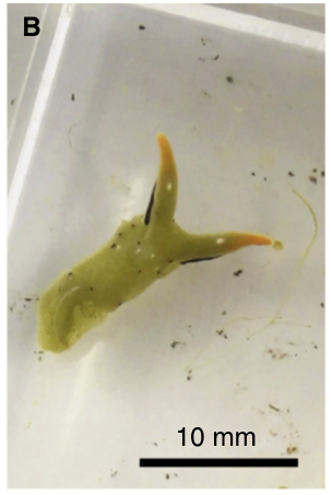 B and C show a regenerating body from one of the sections in A.
