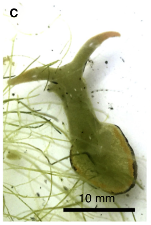 Additional regeneration stages