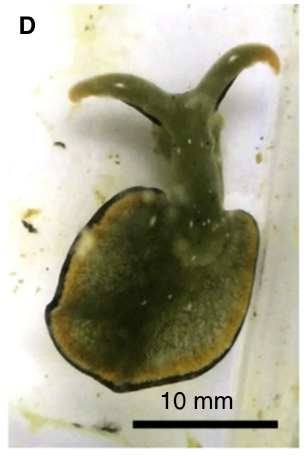 D shows the whole body regenerated after 22 days.