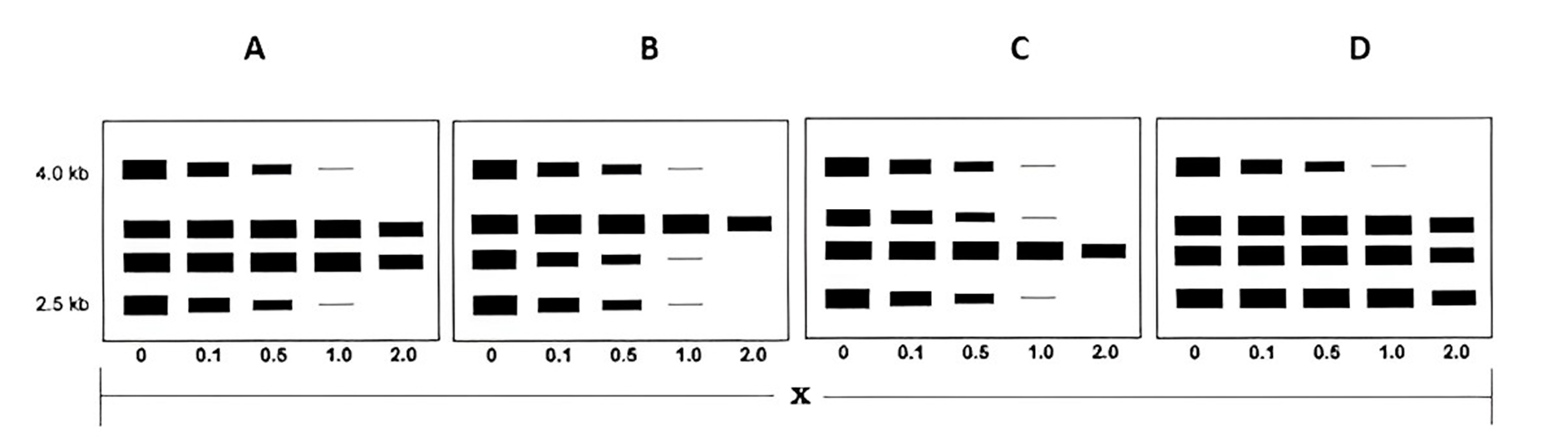Autoradiograms A–D showing DNase I sensitivity patterns for four cell types