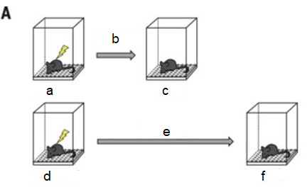 Figures A and B: Training protocol and freezing results at 5 and 35 days