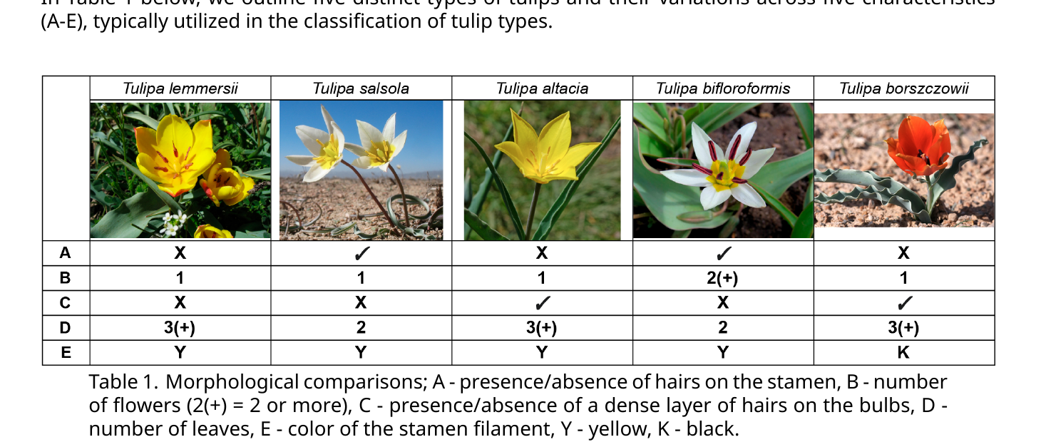 Table showing photos of five tulip species — Tulipa lemmersii, T. salsola, T. altacia, T. bifloroformis, T. borszczowii — with a grid of five character states (A: stamen hairs, B: flower number, C: bulb hairs, D: leaf number, E: filament color) below each photo.