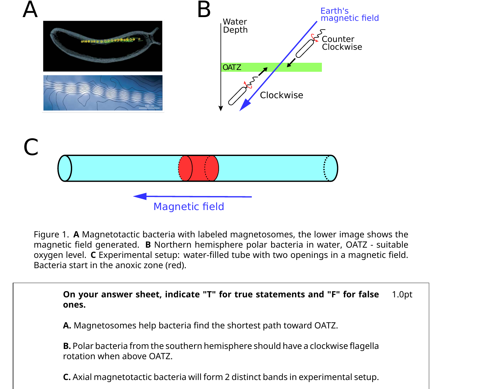 Panel A: a microscope image of a bacterium with a line of labeled magnetosomes, plus a magnetic-field image of the same. Panel B: a water-depth diagram showing Earth’s inclined magnetic field, the OATZ band, and bacteria rotating clockwise below it and counterclockwise above it. Panel C: a water-filled tube with two openings in a magnetic field, with bacteria starting in a red anoxic zone in the middle.