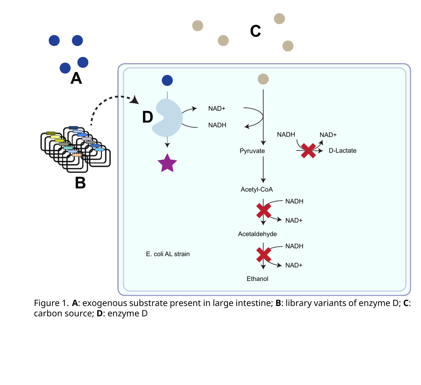Metabolic diagram of the engineered E. coli AL strain: glycolysis feeds into pyruvate, which normally branches to acetyl-CoA and, in the deleted native pathways, to ethanol via acetaldehyde (both consuming NADH to regenerate NAD+). A new heterologous Enzyme D reaction is added, converting an exogenous substrate (labeled A, present in the large intestine) using NADH, regenerating NAD+ in its place.