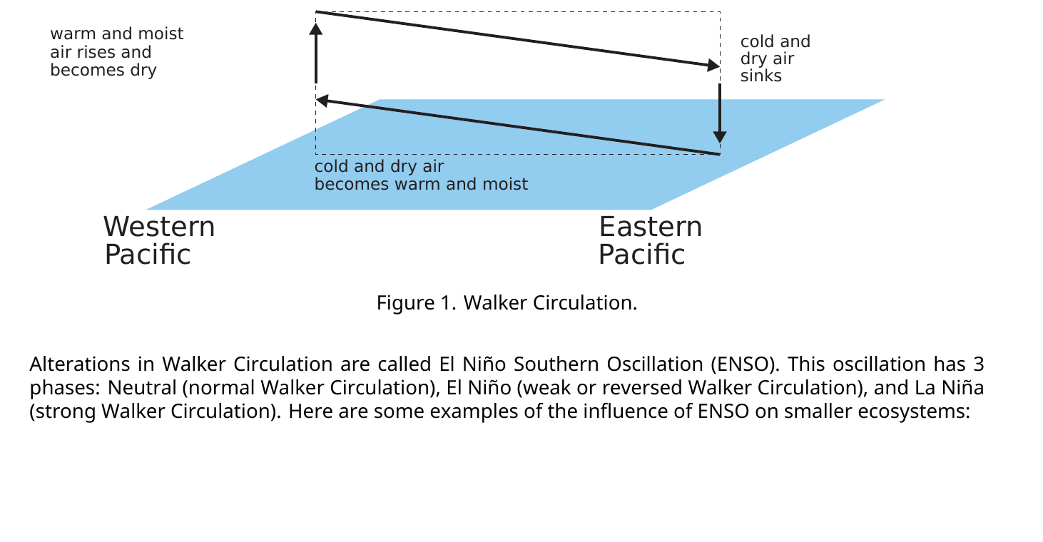 Diagram of the Walker Circulation loop across the Pacific Ocean: warm moist air rising and drying over the Western Pacific, flowing east aloft, sinking as cold dry air over the Eastern Pacific, then returning west along the surface, warming and moistening again.