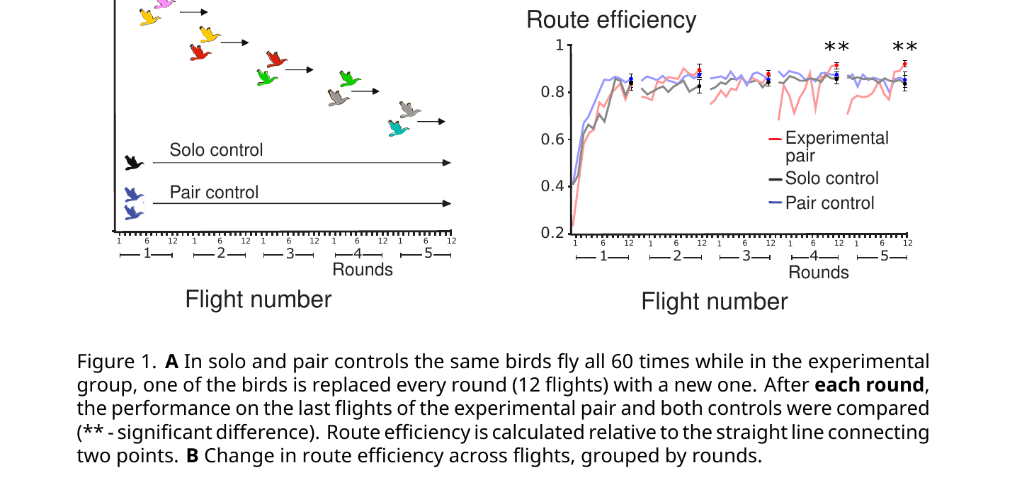 Panel A: schematic of the experimental pair (one bird replaced each round of 12 flights, shown as a sequence of differently colored birds), plus solo control and pair control (same birds for all 60 flights). Panel B: line graph of route efficiency across 5 rounds of 12 flights for the experimental pair (red), solo control (black), and pair control (blue), with the experimental pair pulling significantly ahead of both controls after rounds 4 and 5 (marked with asterisks).