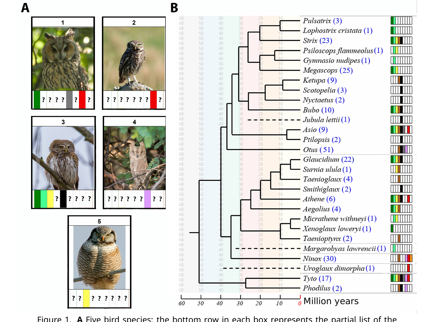 Panel A: photos of five numbered owl species, each with a row of colored area-code boxes (some hidden behind question marks) below. Panel B: a phylogenetic tree of Strigiformes genera spanning 60 million years, with each genus’s full area-code list and species count in parentheses.