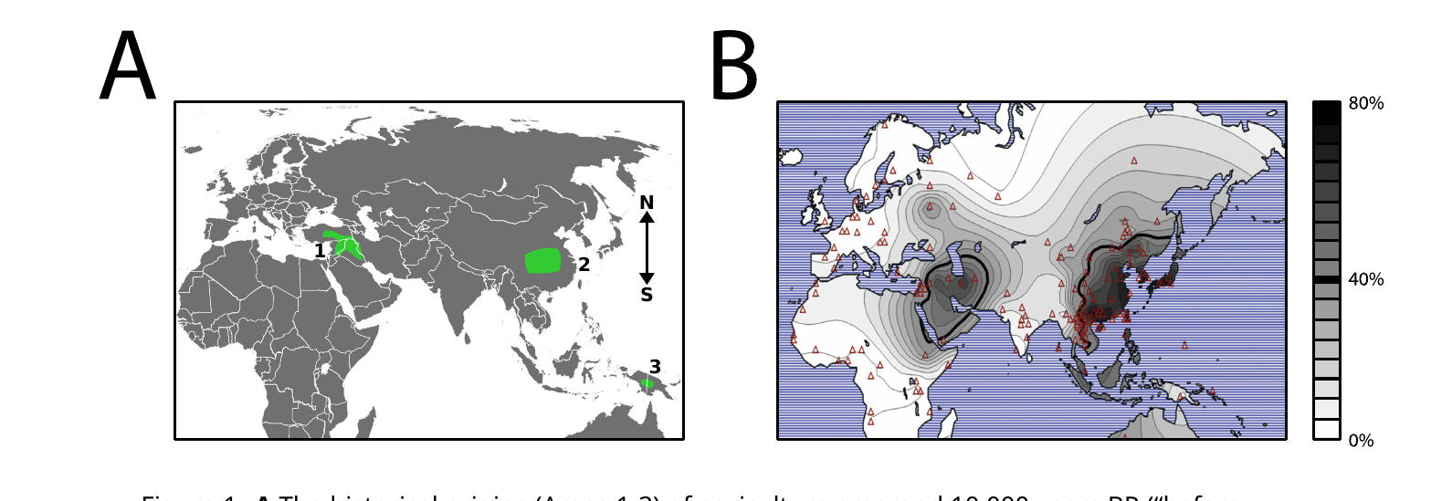 World map showing three historical centers of agriculture (Areas 1-3) and a contour plot of ADH1B*2 allele frequency, with red triangles marking data-collection points.