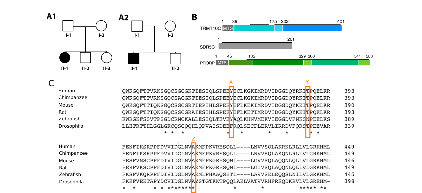 Pedigrees A1 and A2 for two families with COXPD54, a diagram of the three RNase P subunits (TRMT10C, SDR5C1, PRORP) with mitochondrial targeting sequences marked, and a multi-species alignment of the RNase peptide segment with mutation positions X, Y, and Z highlighted in orange.