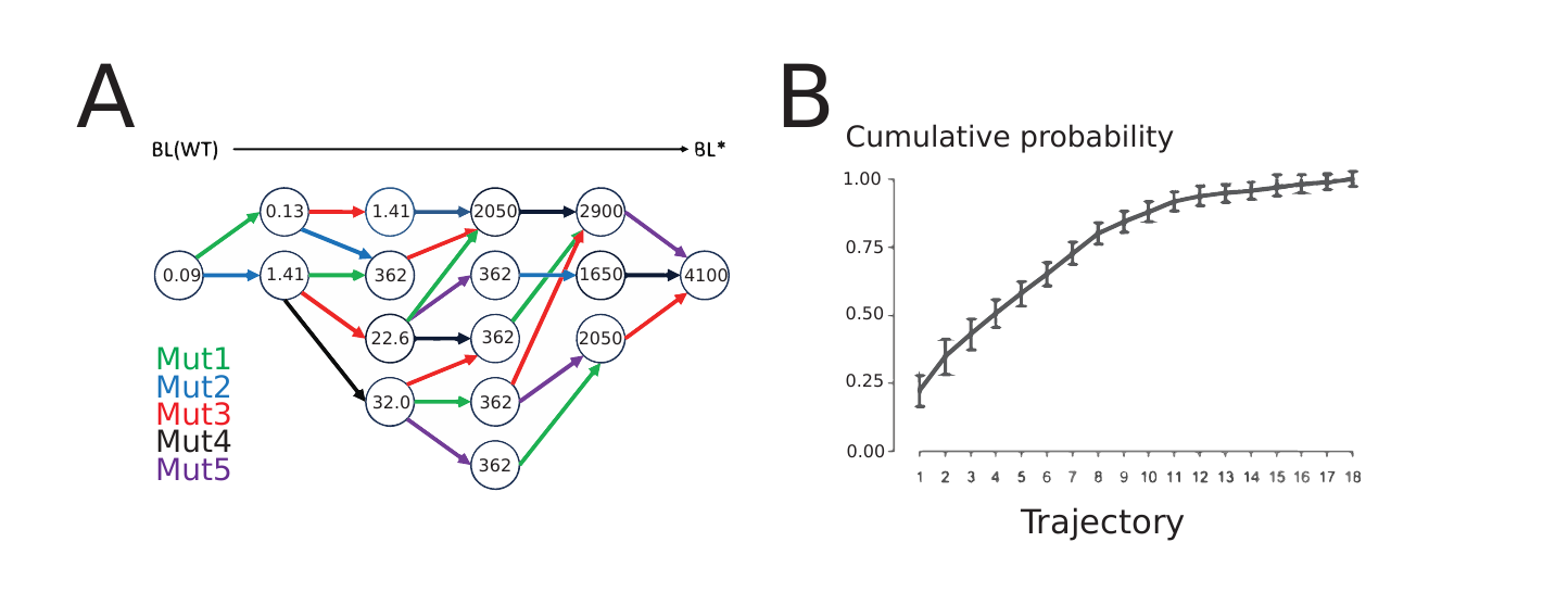 Graph of the ten most probable mutational trajectories from wild-type beta-lactamase to an improved variant, with enzyme efficiency values labeled at each node and colored arrows for each of the five mutations, alongside a cumulative probability plot for all 18 accessible trajectories.