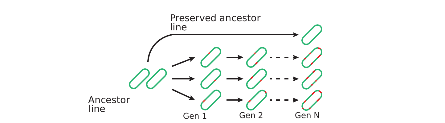 Schematic of a mutation-accumulation-line experiment: a preserved ancestor line is compared against descendant lines allowed to accumulate mutations over many generations (Gen 1, Gen 2, … Gen N).