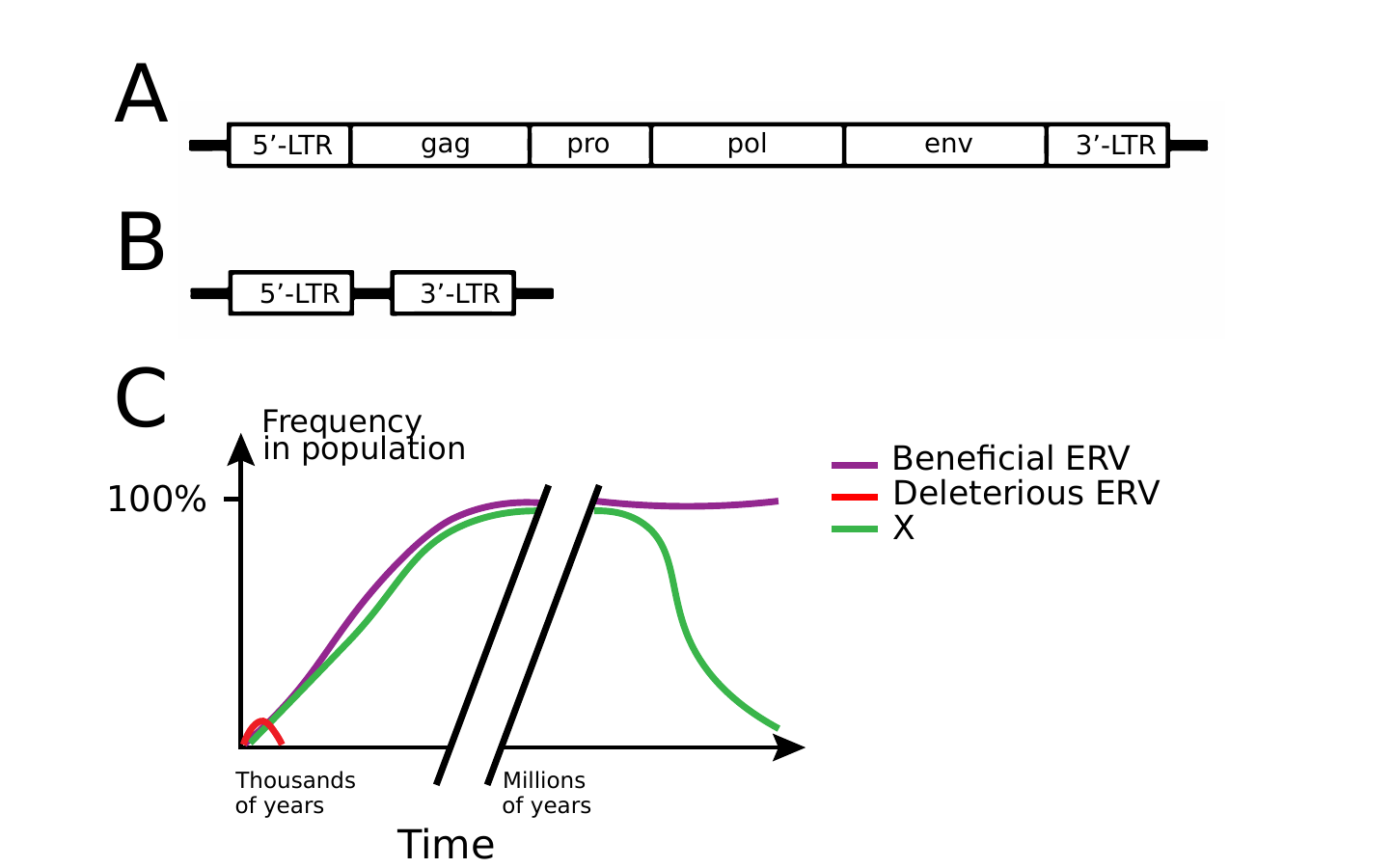 Diagram of a retrovirus genome structure with 5’-LTR, gag, pro, pol, env, and 3’-LTR; a solo-LTR derivative formed by recombination between the two LTRs; and a line graph of beneficial versus deleterious ERV frequency in a population over time.