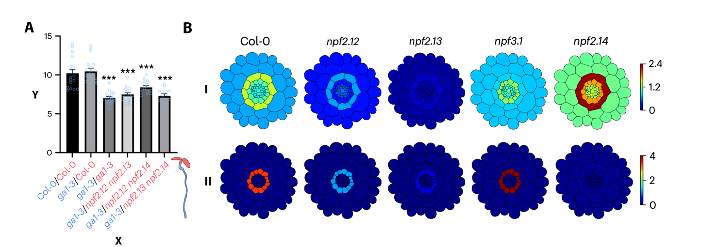 Bar chart of fluorescence intensity of a suberin marker in root endodermal cells across grafted wild-type and mutant plants, alongside a diagram comparing cytoplasmic and vacuolar gibberellin concentration in root cell types.