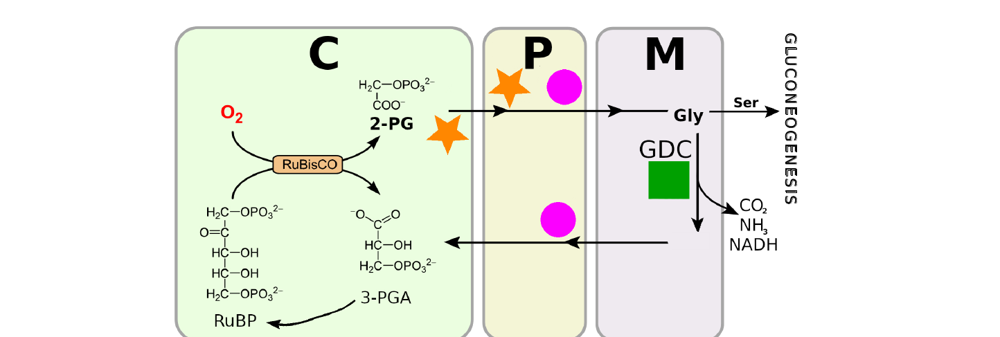 Schematic of the photorespiration pathway across the chloroplast, peroxisome, and mitochondrion, with enzymes color-coded by the effect of their overexpression on pathway rate (dark green speeds it up, orange has no effect, magenta slows it down).