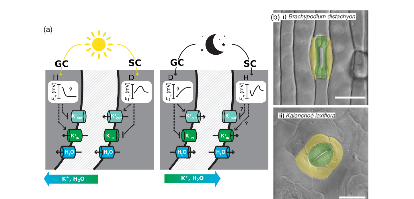 Schematic of the Poaceae stomata synchronization mechanism showing guard cells (GC), subsidiary cells (SC), and aquaporins, alongside micrographs comparing a Poaceae stoma and a non-Poaceae stoma.