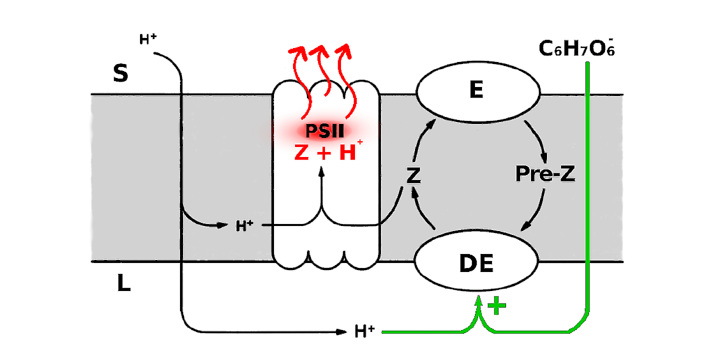 Diagram of the thylakoid membrane showing the stroma, lumen, epoxidase and de-epoxidase enzymes, photosystem II, ascorbate, and the xanthophyll-cycle interconversion between Pre-Z and zeaxanthin.