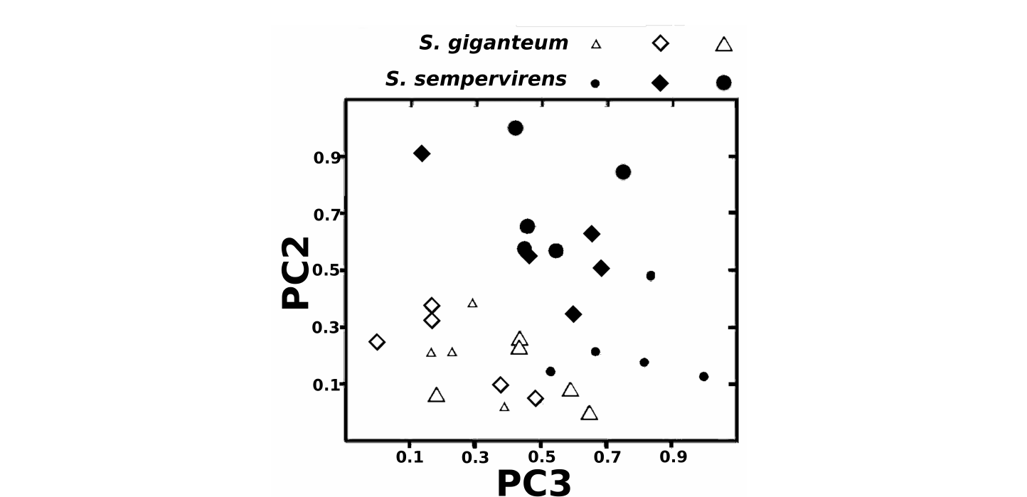 PCA-style scatter plot of tree water-use traits, where PC2 separates efficient stomatal water use from efficient xylem water use, PC3 is inversely proportional to leaf mass and wood density, and symbol size indicates tree height.