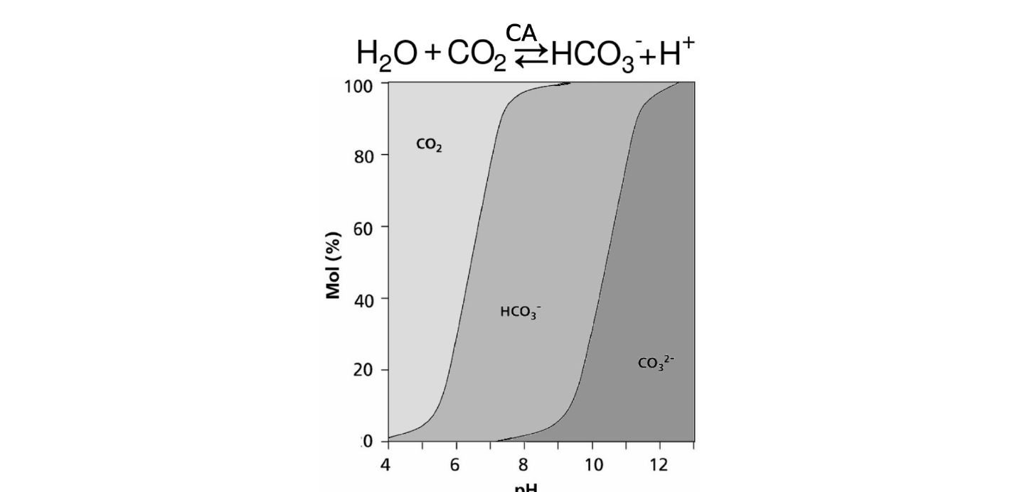 The carbonic anhydrase reaction, and a graph of the percent composition of dissolved inorganic carbon species (H2CO3, HCO3-, CO3 2-) against water pH, with two boundary lines separating the three species’ dominant ranges.