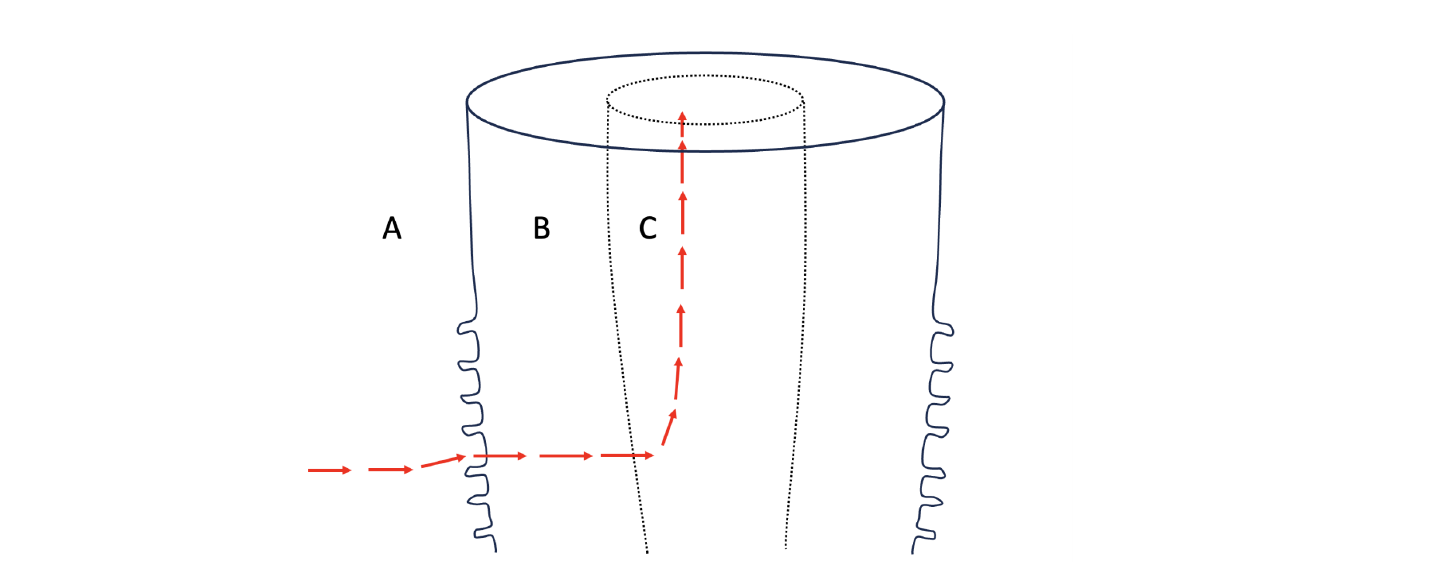 Diagram of a eudicot plant root cross-section with Zone A (soil), Zone B, and Zone C, and red arrows tracing the pathway of water movement into the root.