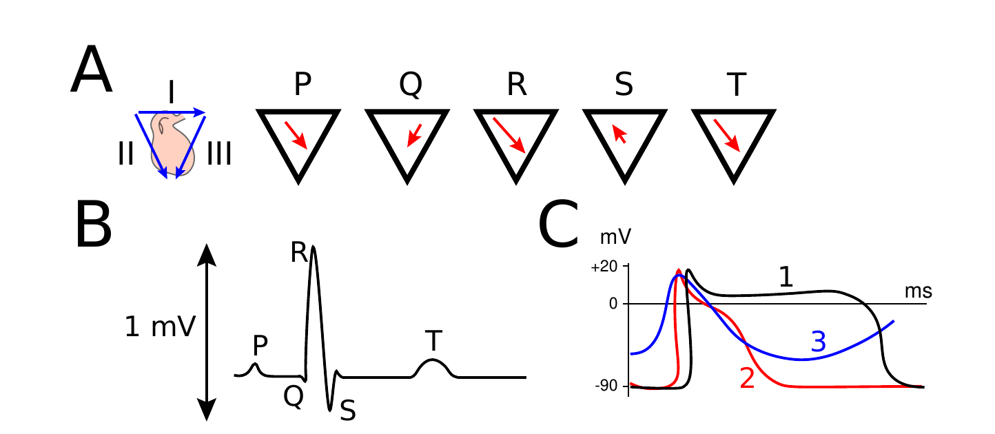 Einthoven’s triangle formed by ECG leads I, II, and III with a vector showing the heart’s mean electrical axis; a lead-II ECG trace with the P wave, QRS complex, and T wave labeled; and membrane potential traces from three different cardiomyocyte regions.