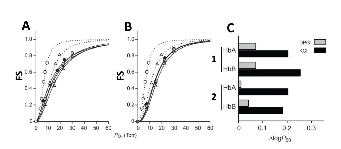 O2-equilibrium curves for African lion and snow leopard HbA/HbB isoforms compared to human hemoglobin, with and without the allosteric cofactor DPG, plus a bar chart of P50 changes upon KCl or DPG addition.