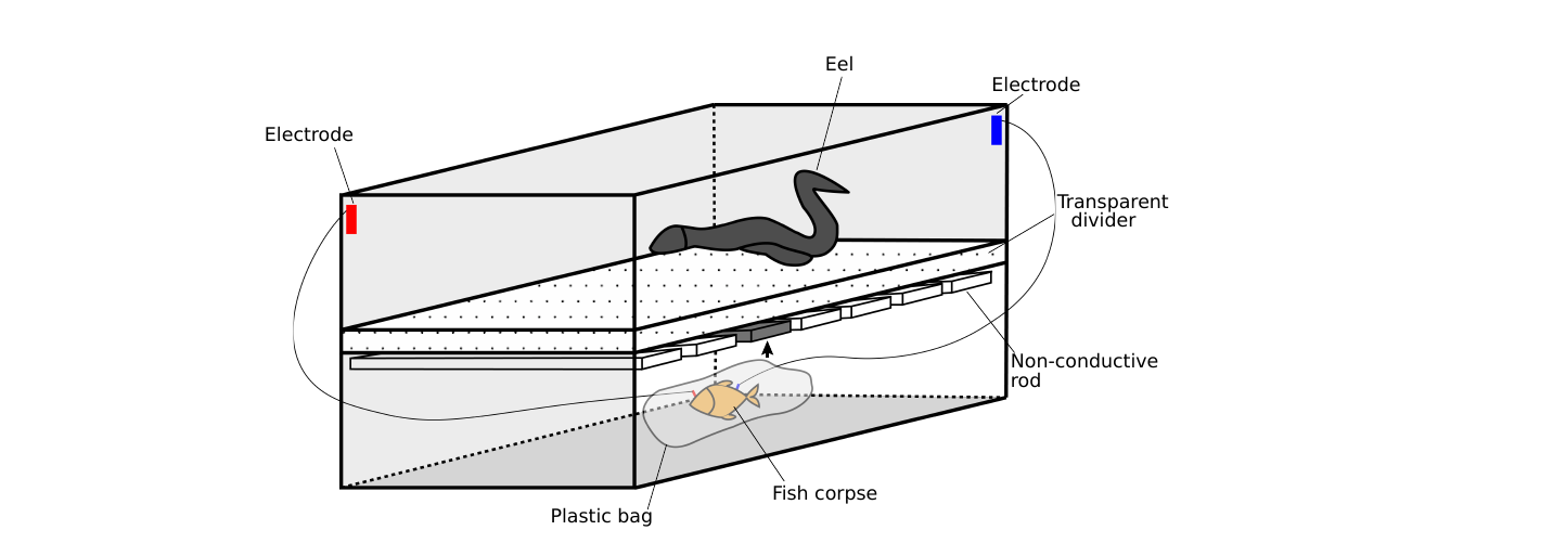 Diagram of the experimental setup: a two-compartment container with the eel in the upper compartment above a transparent perforated divider, electrodes connecting to an isolated fish corpse below, and conductive and non-conductive rods placed near the corpse.