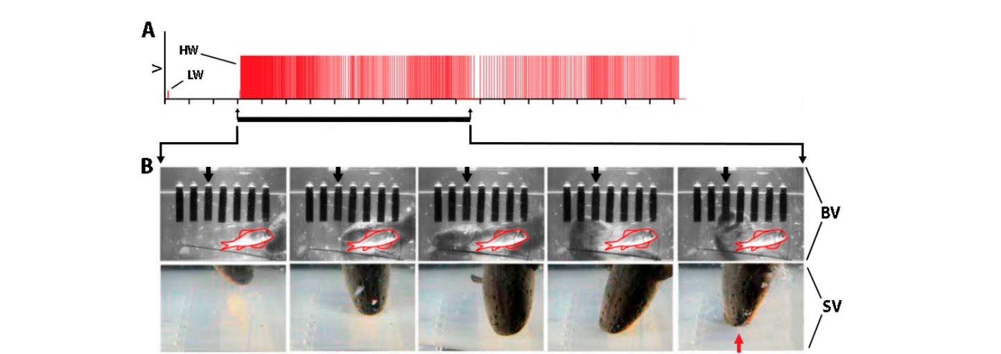Recorded low- and high-voltage electrical impulses from the eel over time, alongside video frames from bottom and side views showing the eel attacking the conductive rod.