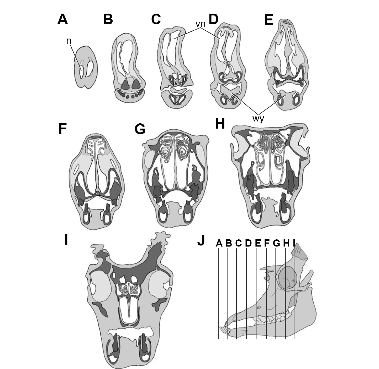 Successive CT transverse sections (A-I) through a saiga head showing the internal structures of its enlarged nasal cavity, with a lateral skull view (J) marking the level of each section.