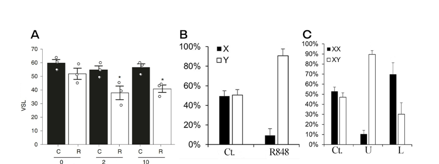 Bar charts comparing sperm straight-line velocity with and without R848 across glucose concentrations, the distribution of X- and Y-bearing sperm in the upper layer after R848 treatment, and the sex ratio of embryos from IVF using untreated versus upper- and lower-layer sperm.