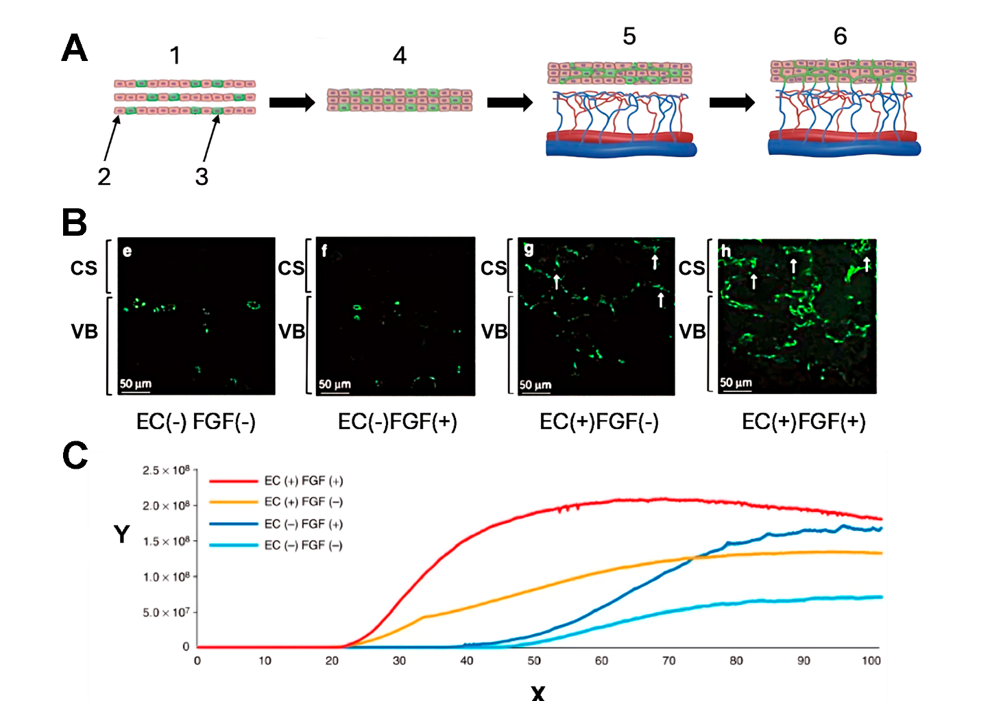Diagram of engineered cardiac cell sheets placed on a vascular bed, fluorescence images marking endothelial cells within the tissue, and a graph of bioluminescence (photon count) over time for the different co-culture conditions.