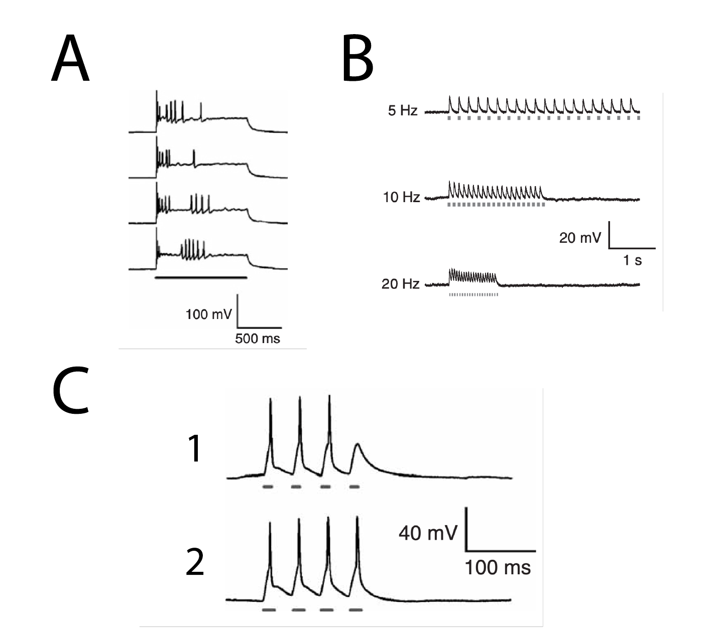 Voltage traces from a ChR2-expressing hippocampal neuron showing action potential spikes evoked by 1-second light pulses, subthreshold depolarizations from weaker pulses, and voltage responses to a brief series of light pulses where the fourth pulse fails to trigger a spike.