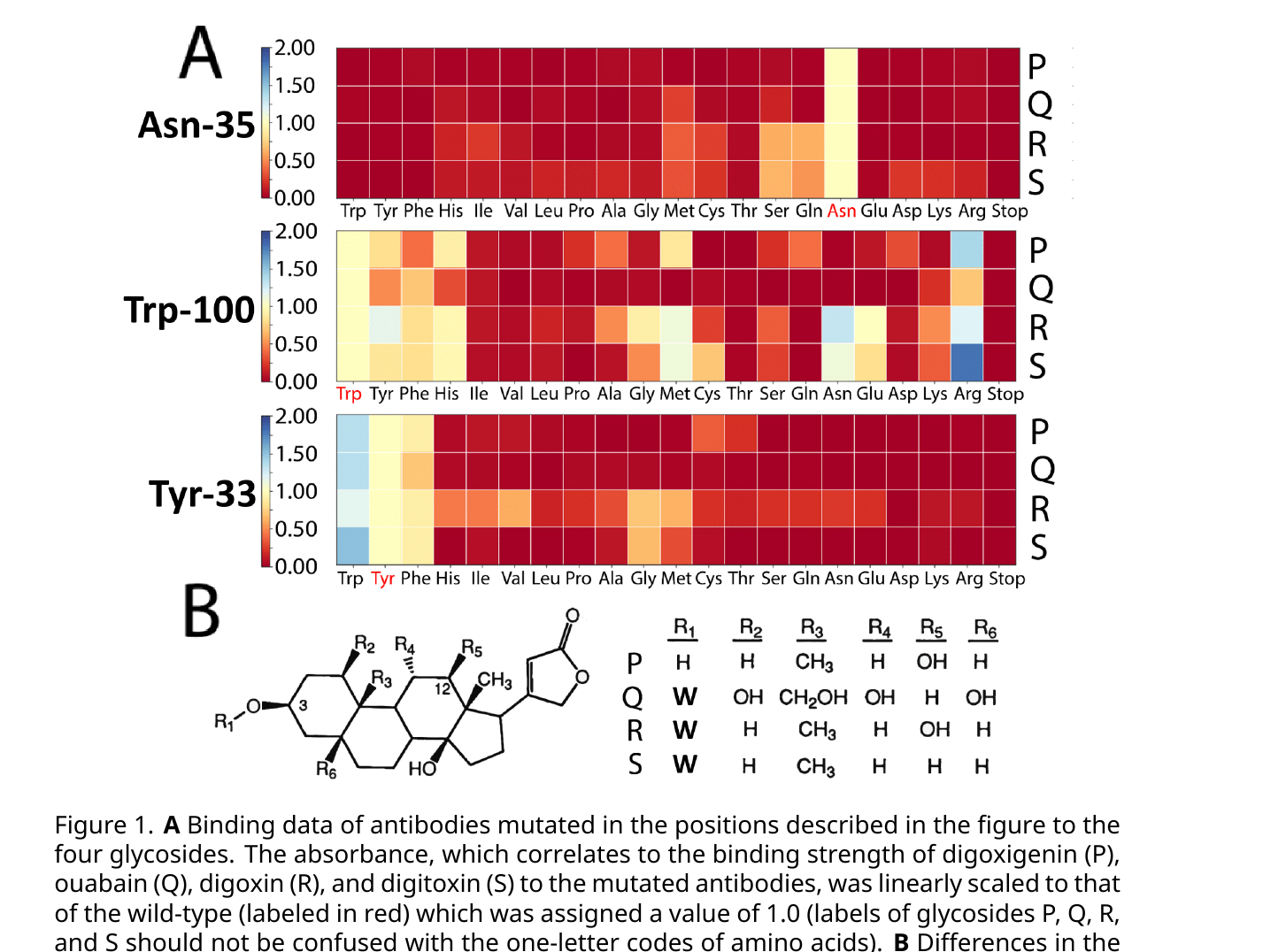 Panel A: three heatmap rows (Asn-35, Trp-100, Tyr-33) showing binding-strength ratios to four glycosides (P, Q, R, S) for every possible amino-acid substitution at that position, wild-type highlighted in red. Panel B: the steroid core structure shared by the four glycosides with a table of which R-groups (including sugar chains, W) distinguish digoxigenin (P), ouabain (Q), digoxin (R), and digitoxin (S).