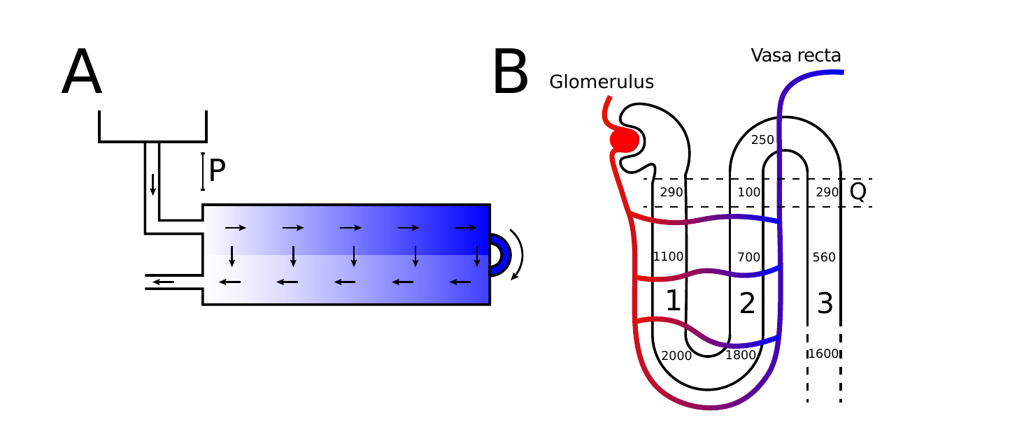 Diagram of a countercurrent osmotic multiplier with a semipermeable membrane and applied pressure, alongside a nephron diagram showing the glomerulus, descending and ascending limbs, collecting duct, and vasa recta with osmolarity values labeled at successive depths.