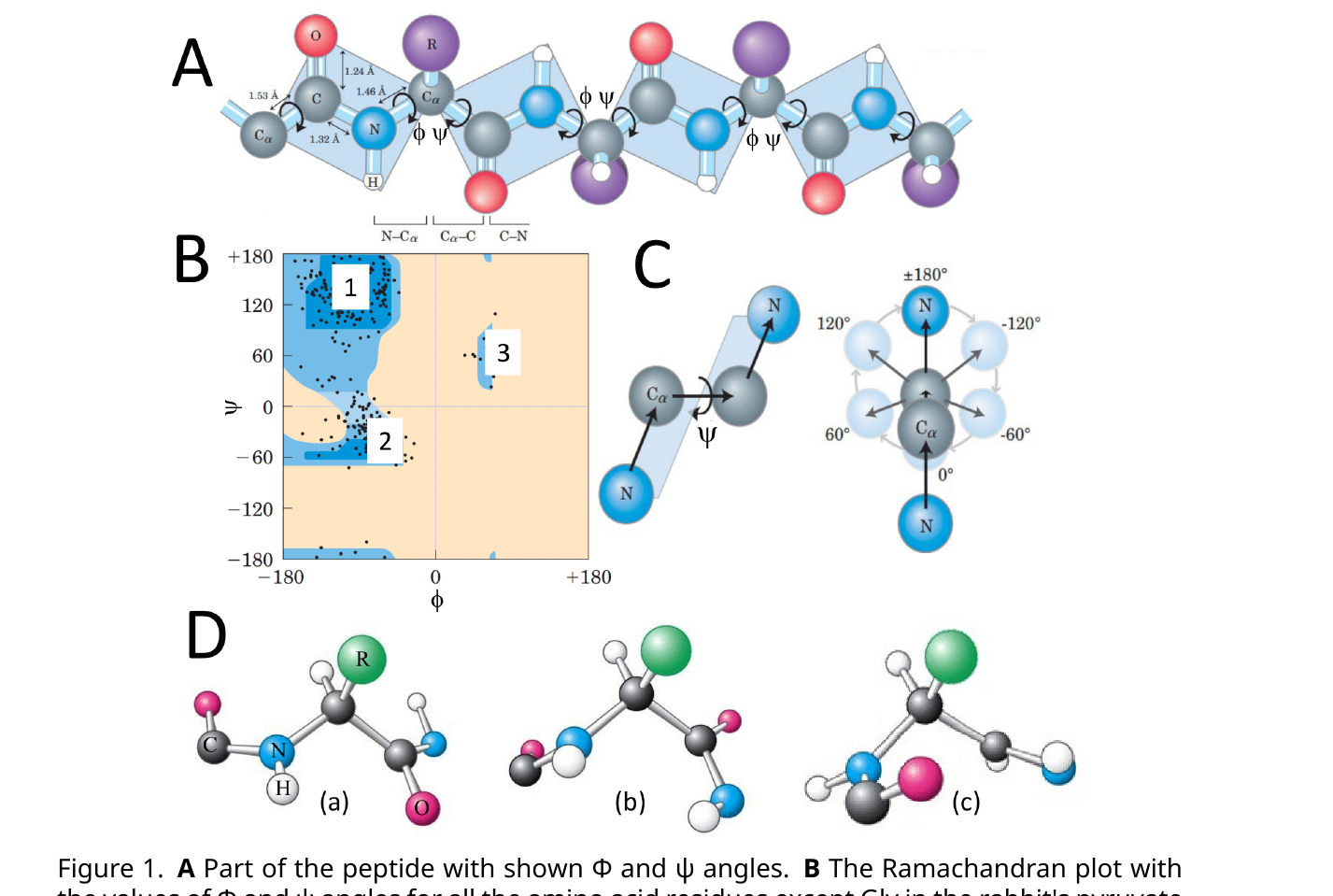 Panel A: a peptide backbone segment with the φ and ψ angles labeled. Panel B: a Ramachandran plot for rabbit pyruvate kinase (excluding glycine) with three labeled favored regions. Panel C: a diagram illustrating how the φ angle is defined by bond rotation. Panel D: three amino-acid residue structures (a, b, c) whose φ/ψ angles must be identified and placed on the plot.
